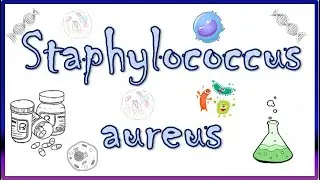 Staphylococcus aureus - Diseases, Clinical Presentation, Virulence Factors, Diagnosis & Treatment