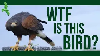 Is a Harris Hawk a Hawk?