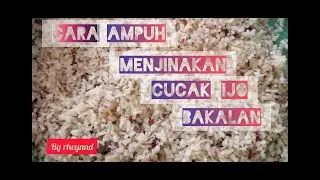 Cara Menjinakan Cucak Ijo Bakalan