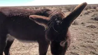 Five Minutes with Pica the Ranchlands Donkey