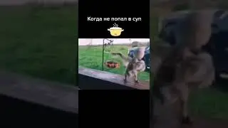 Приколы с животными танцующий птенец 