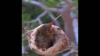 beautiful nest and bird's baby 🐥 #viralvideo #birds #natureandhisbeautifulthings #fyp
