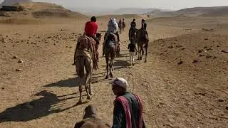 Egypt Horses free download stock video