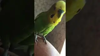 Говорящий попугай