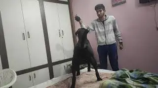 LABRADOR DOG REACTING TO IRRITATING SOUNDS