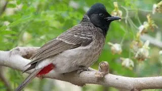Red vented bulbul having mango