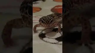 Feeding my 15 year old Leopard gecko