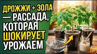 THE SECRET OF STRONG SEEDLINGS: Yeast and ash, what gardeners don't tell you
