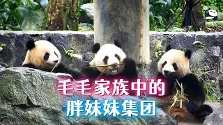 喜豆、盼青母女前后生娃，胖妹妹集团添丁，延续地震中遇难的毛毛的家族血脉