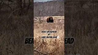 GIANT Brown Bear W/ BEAST BROADHEAD 🤯 