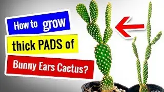 CACTUS CARE for Beginners | How to fix etiolated Bunny Ears Cactus and grow thick PADS?