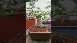 BONSAI y mas BONSAI #bonsai #bonsaiparaprincipiantes #bonsaitree #plantas