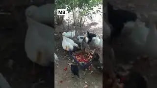 Şirinler