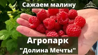 Посадка ремонтантной малины в Агропарке 