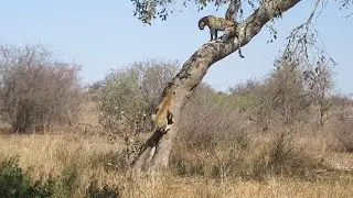 Leopards Tumble From Tree in Mid-Air Tussle