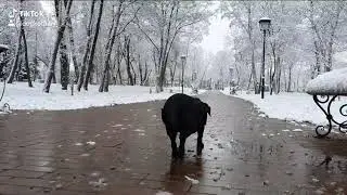 С наступающим новым годом!