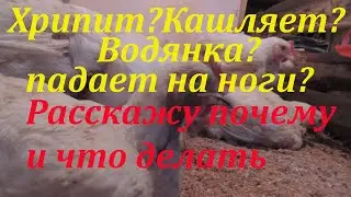 Водянка,хрипы и кашель,падают на ноги.Болезни бройлеров.Что делать и почему произошло
