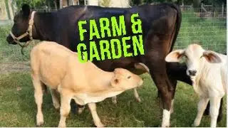 Morning On the Farm; Coffee & Biscuits, Feeding cows, goats and chickens & garden check