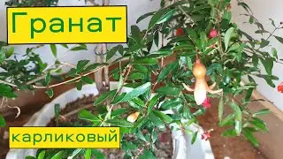 Гранат карликовый нана