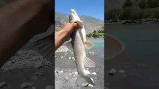 Рыба Маринка  Ширмохи Дареи Панч