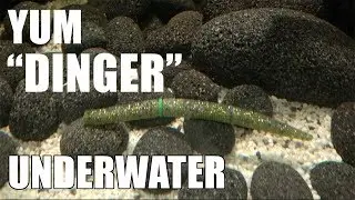 YUM: Dinger! Lure action on a Neko Rig! Underwater! Full HD