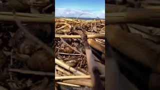 Светловодск кайтсерфинг.