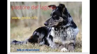 shepherd of Lessinia and Lagorai | for sale shepherd of the lagorai | #dog #dog