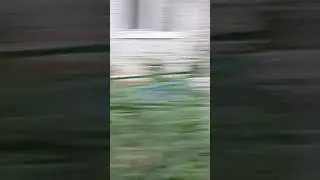 много Воронов