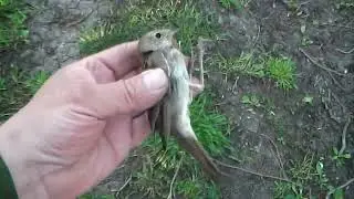 Восточный соловей.  Ловля.