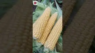 Кукуруза. Дача как хобби.