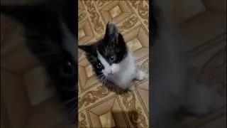 ЖИЗНЬ С КОТЁНКОМ