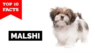 Malshi - Top 10 Facts (Maltese Shih Tzu Mix)