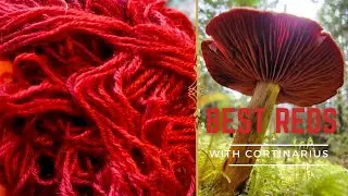 How to Dye Better Reds with Cortinarius Mushrooms @WildcraftDyeing