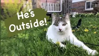Kodak Goes Outside! | Tuesday Vlog