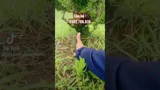 Nằm bò Xuống ngắm từng cây #shorts
