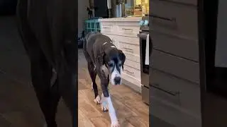 Marvin and The Bed! The bed Kiera is in that is!  #greatdane #shorts