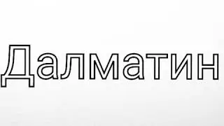 Порода: далматин