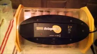 Eggs In My Incubator