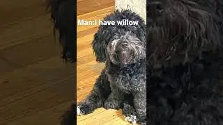 Never get into a strangers car meme #funny #shorts #notoriginal #meme #dog