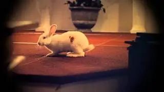 White Rabbit Film -  A High School Shooter in the Making HORROR Trailer SAM TRAMMELL Britt Robertson