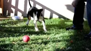 Tri Color Puppy
