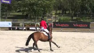 Bacardi VDL (webstallions.com)