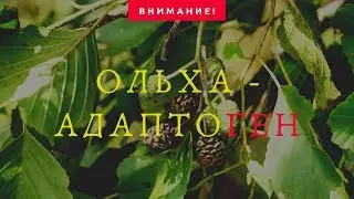 Ольха - адаптоген!