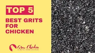 Top 5 Best Grits for Chickens 🐔 | Improve Digestion & Egg Production!