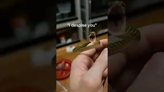 These reptiles are CRAZY... 