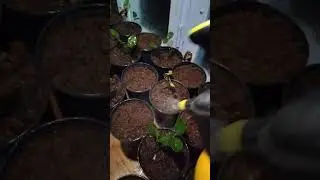 чай получает дождь трижды в день