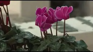 Trumpeldor Cemetery, Tel Aviv