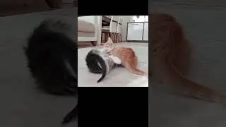😃🙂🍨 Happy Happy Kittens | YOUTUBE #shorts #kittens #catlovers #viral #trending #2024
