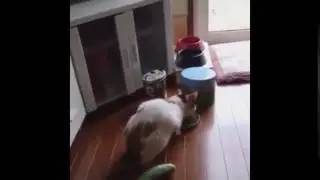 котан кеконул ненашутку