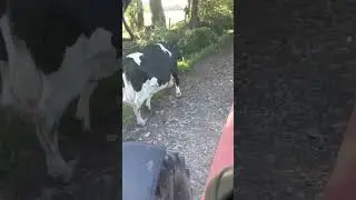 #farming #farm #cow